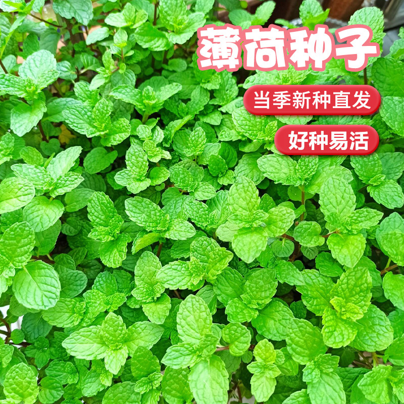 可食用薄荷种子留兰香柠檬苗猫薄荷四季播种室内阳台盆栽花种籽子