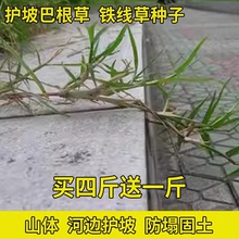 巴根草种子铁线草护坡草籽爬地草绊根草护坡种子狗牙根防水土流失