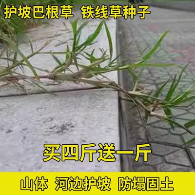 护坡固土耐旱巴根草护坡草