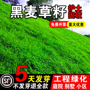 黑麦草籽四季高产畜牧养殖草种喂鸡牛羊鱼草多年生耐寒牧草种子