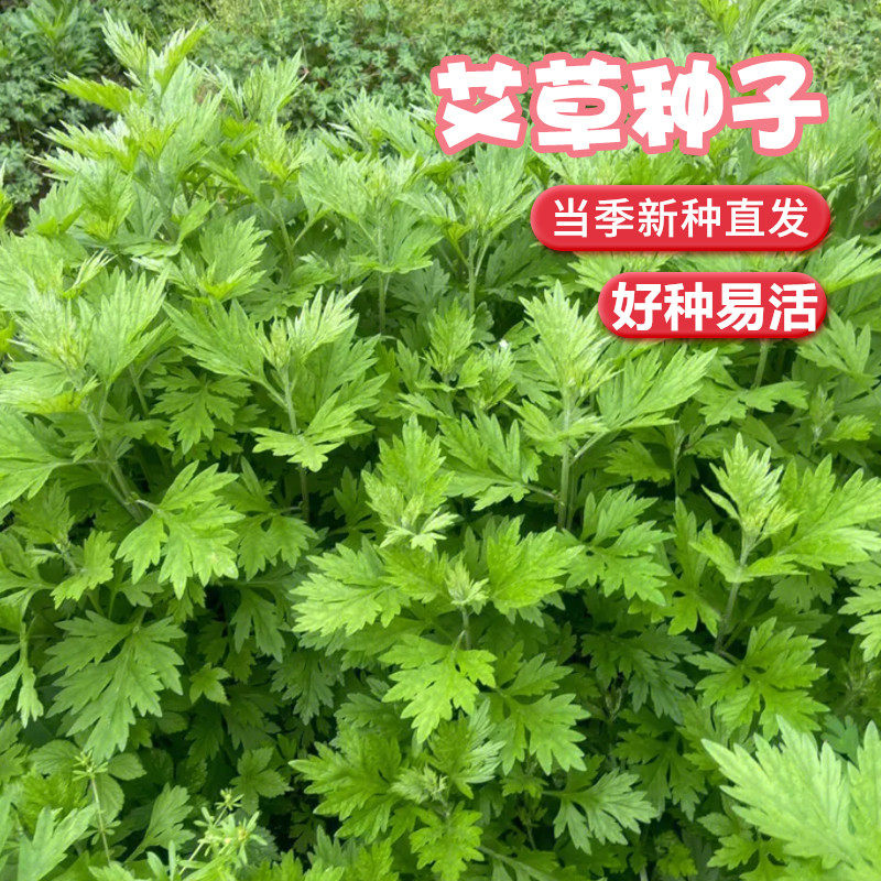 艾草种子食用药用驱蚊草艾叶种籽野生大小叶艾蒿青蒿种植四季驱蚊