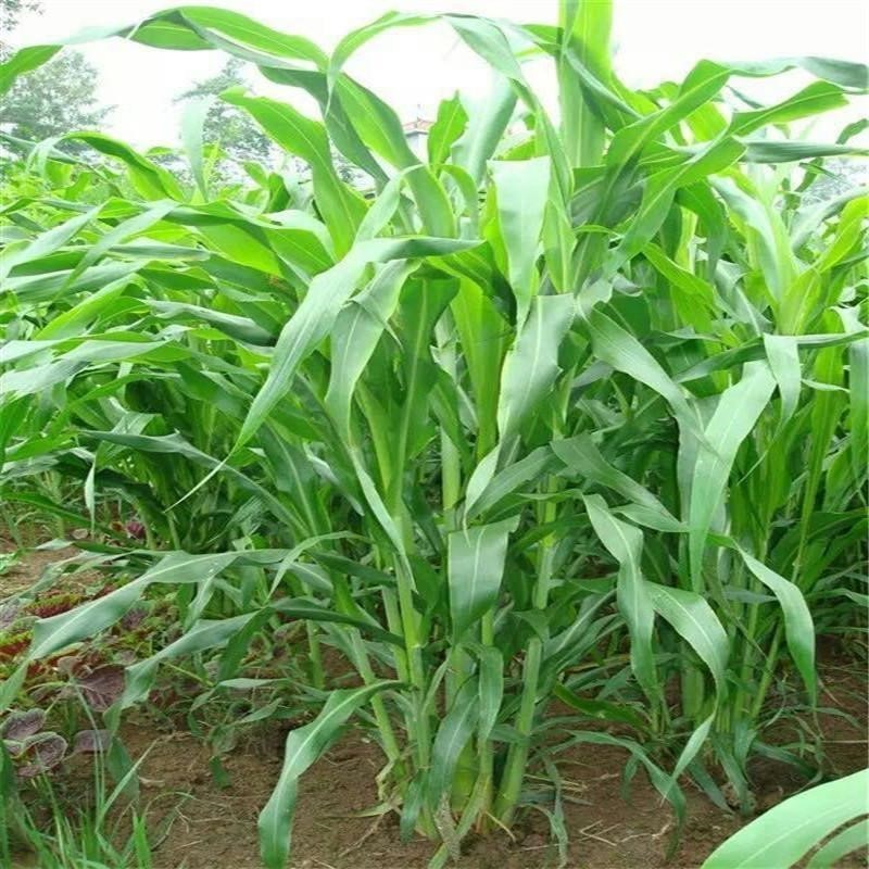 台湾甜象草种子多年生牧草种子皇竹草四季常青高产猪牛羊鱼草种籽