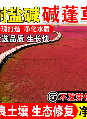 碱蓬草红色翅碱蓬卤蓬土壤沙荒地绿化耐盐碱治理土壤改良种籽