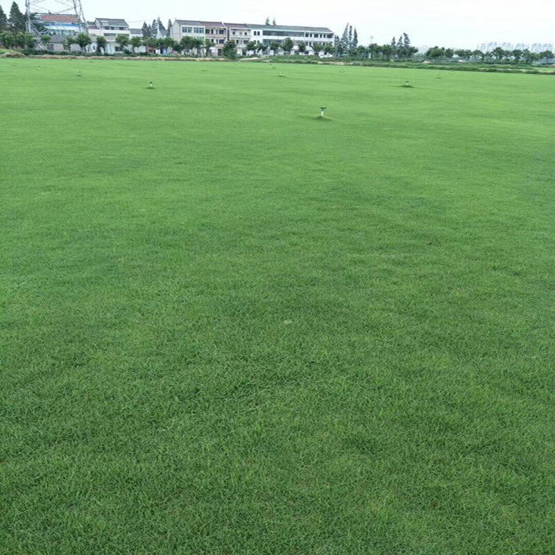 台湾2号草坪种子 结缕草种子 矮生四季青 草籽 优质草种台湾草