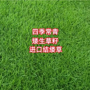 进口结缕草草坪草籽台湾2号种子矮生四季常青庭院绿化台湾青草籽
