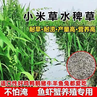 小米草种子水耐淹旱雀叶稗