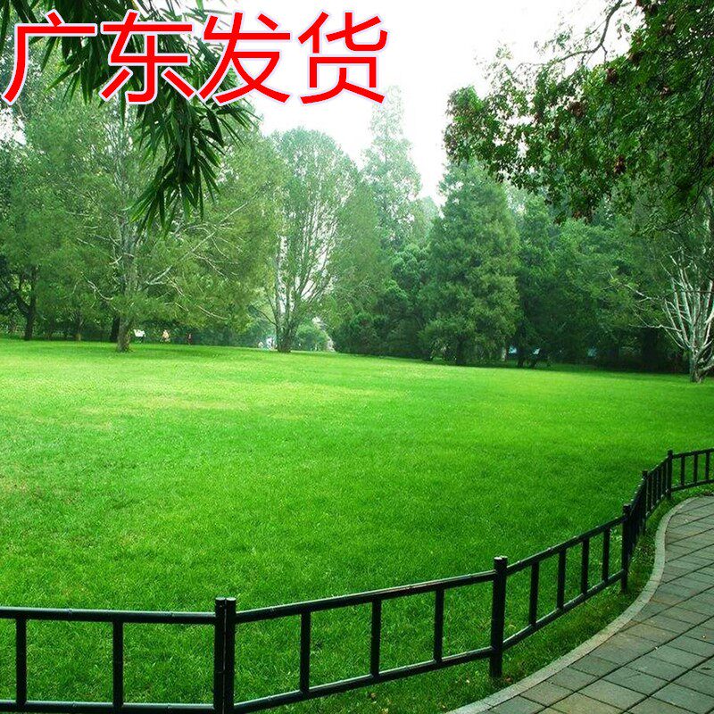 果岭草种子 庭院高尔夫球场专用草坪草籽 耐寒耐践踏四季常青