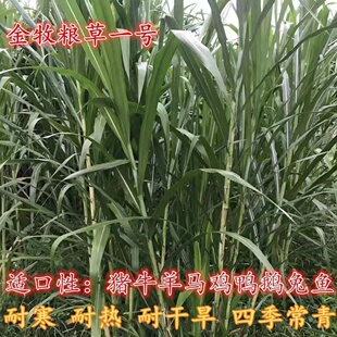 金牧粮草1号牧草种子多年生优质高产牧草养殖猪牛羊鸡鸭鹅兔鱼草