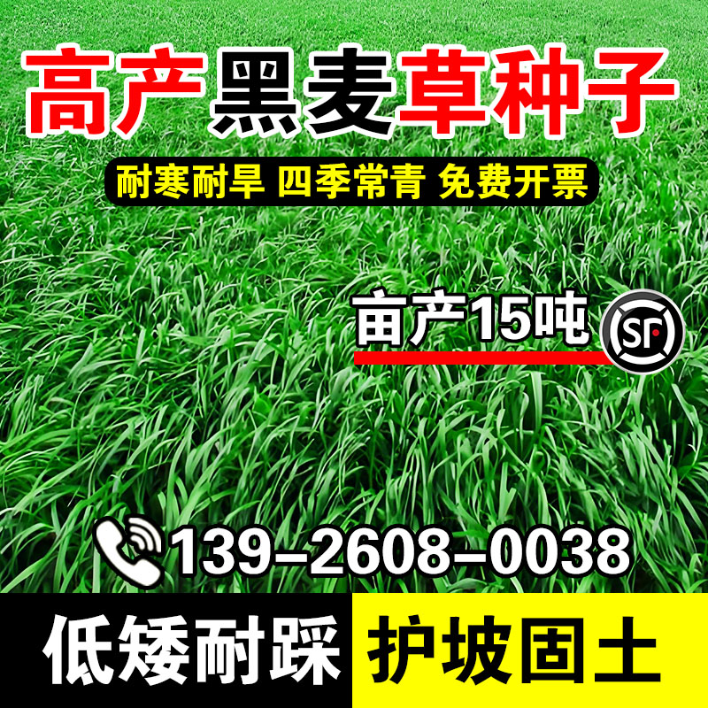 高产黑麦草种子多年生黑麦草种子四季常青鸡鸭鹅猪牛羊鱼草种籽