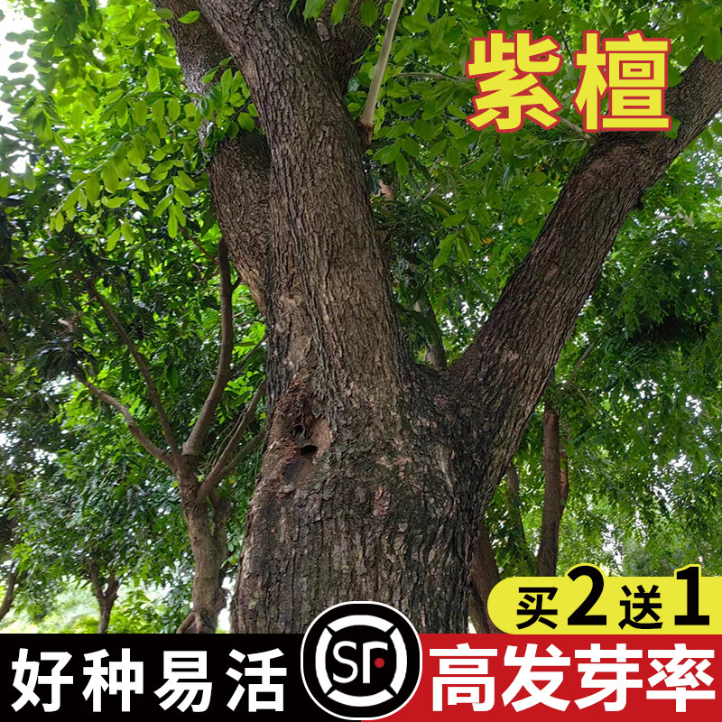 紫檀种子小叶紫檀庭院盆景树种子盆栽植物室内办公室四季常青种子