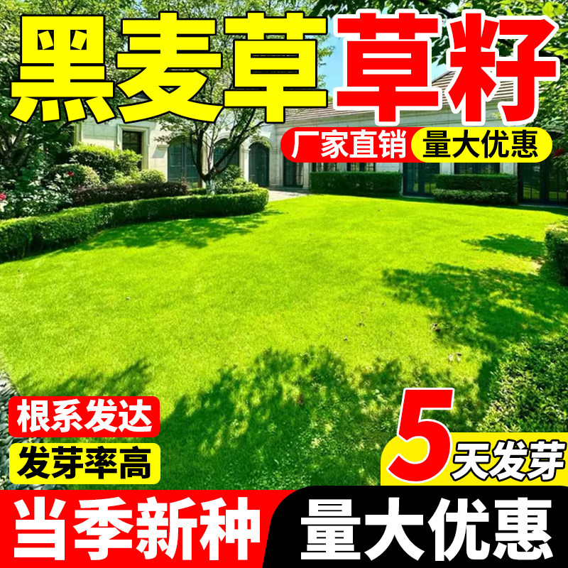 草坪草籽四季常青多年生黑麦草种子四季常青鸡鸭鹅猪牛羊鱼草种籽
