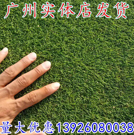 台湾2号草坪种子矮生四季青草籽果岭草种子台湾四季青种子草坪草