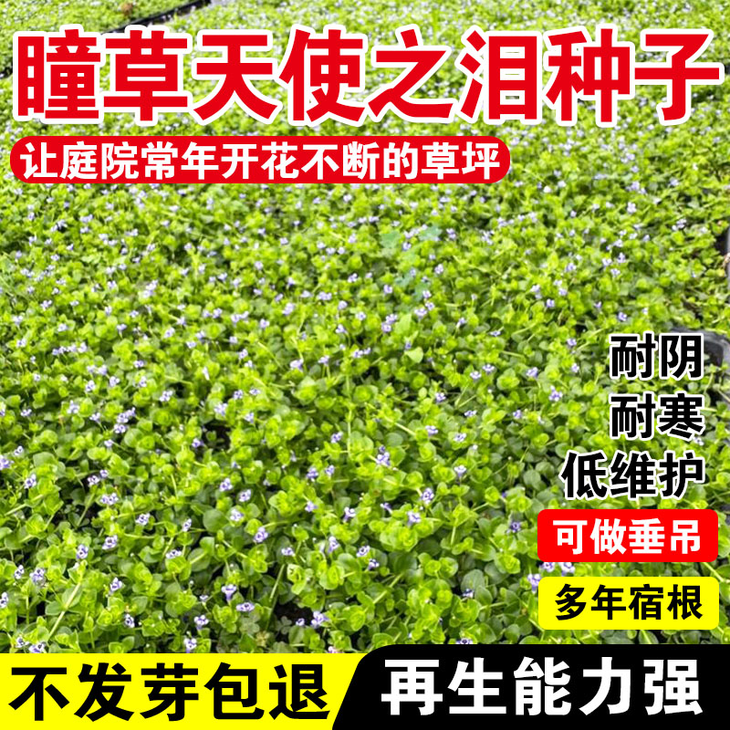 瞳草天使之泪种子耐热耐旱耐贫瘠多年生地被花卉耐涝好养