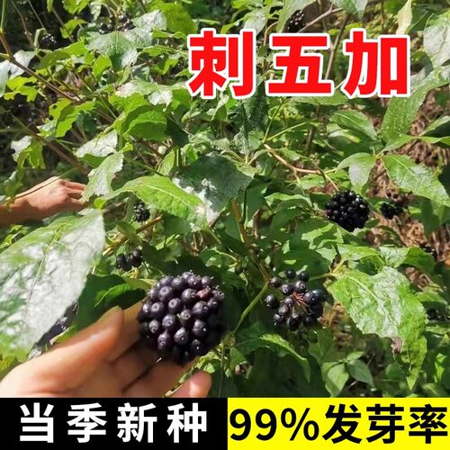 刺五加种子野生恩平簕菜苦刺心