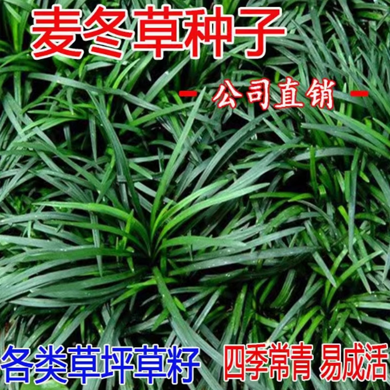 新采麦冬草种子玉龙草种子金边麦冬草 牧草种子矮麦冬草种子草坪图片