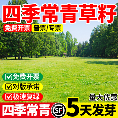 四季常青草籽耐寒耐旱耐踩