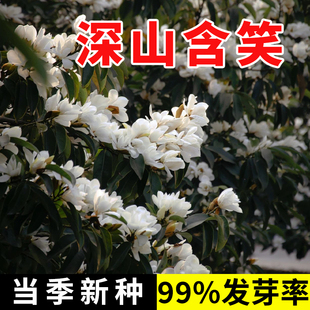 新采深山含笑种子又名含笑花种子 乐昌含笑种子红花含笑树种籽