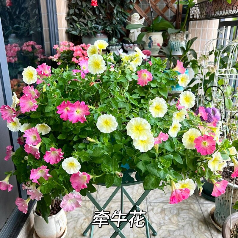 矮牵牛花种孑垂吊盆栽庭院爬藤植物四季播种开花室外易活花种籽子