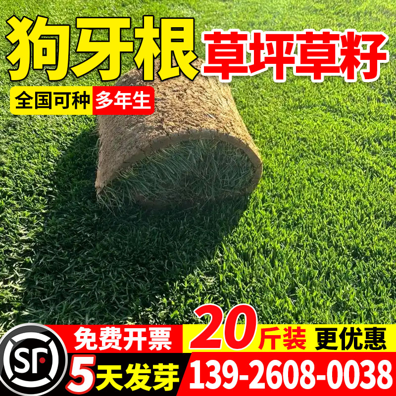 护坡狗牙根草籽四季常青耐热耐旱护坡固土边坡绿化工程草种子包邮