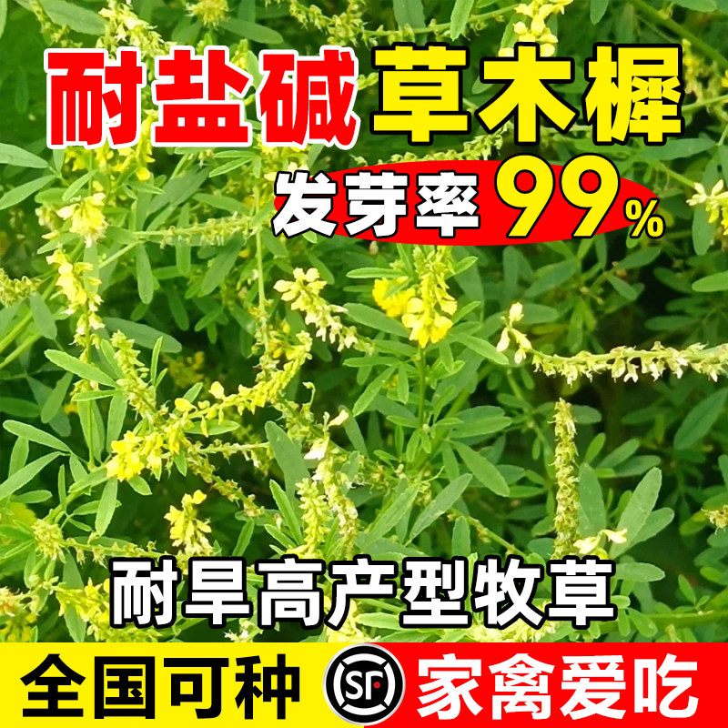 草木樨种子牧籽犀蜜源植物