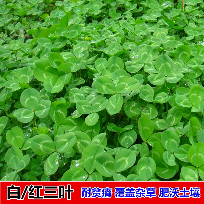 白三叶草种子红三叶草种子进口草籽四季青草坪种子牧草种子花种子