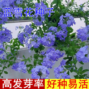 蓝雪花花籽重瓣太阳花种子花盆栽种子爬藤多年生山柴灰假靛角柱花