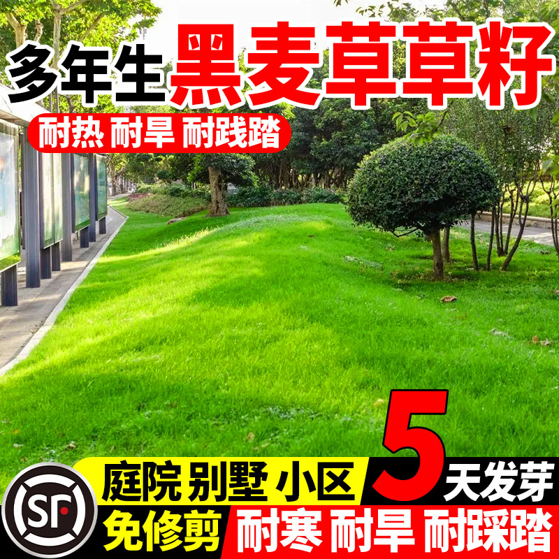 草坪草籽四季常青多年生黑麦草种子四季常青鸡鸭鹅猪牛羊鱼草种籽