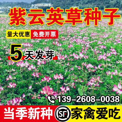 紫云英草种子肥饲兼用优质高蛋白