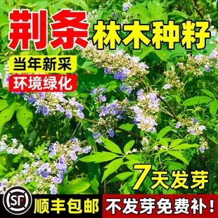 黄荆条种子牡荆五指风五指柑黄荆柴黄金子护坡蜜源养蜂杜荆花种籽