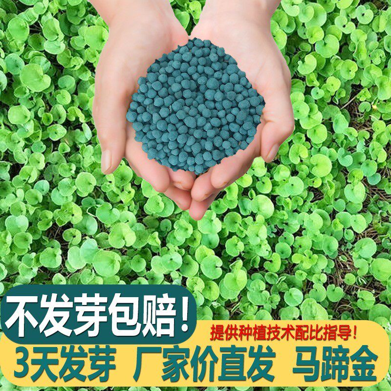 不修剪马蹄金种子进口四季青草坪种子矮生草种籽绿化草皮种子包邮