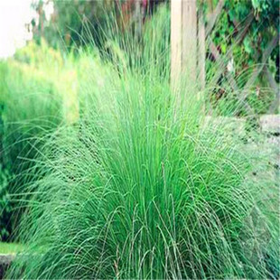 优质草坪种子弯叶画眉草种子护坡草坪耐寒 耐旱性很强 耐炎热