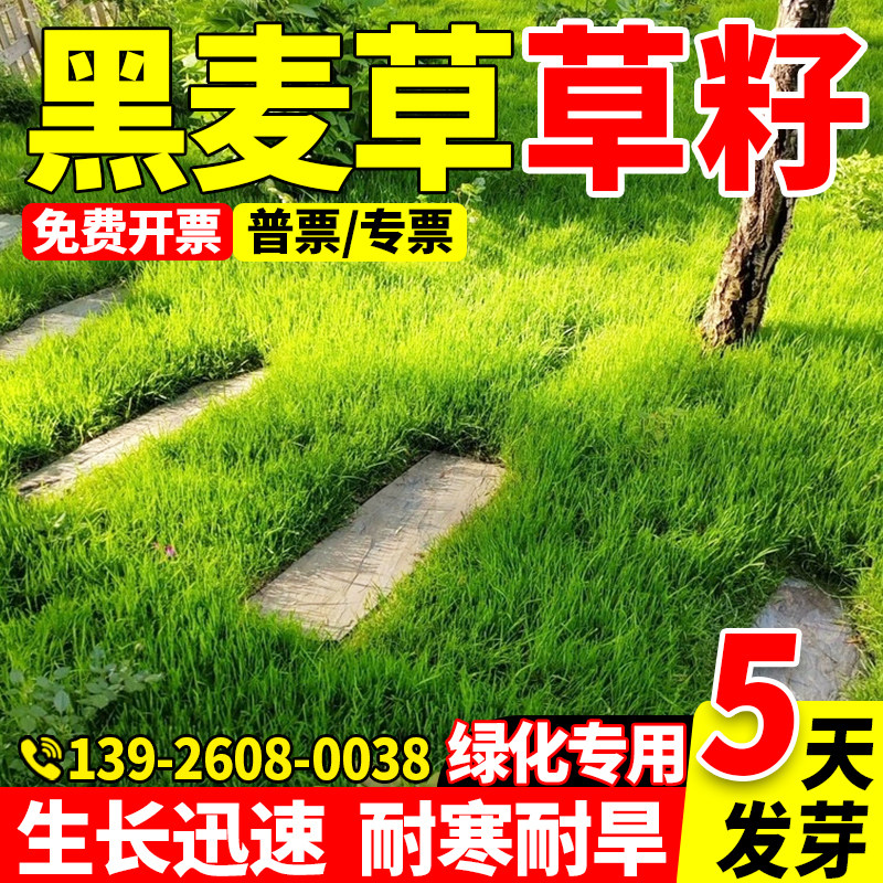 草坪草籽四季常青多年生黑麦草种子四季常青鸡鸭鹅猪牛羊鱼草种籽
