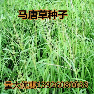 马唐草种子 草坪种子 护坡专用草坪种子 四季青草坪种子耐旱耐涝