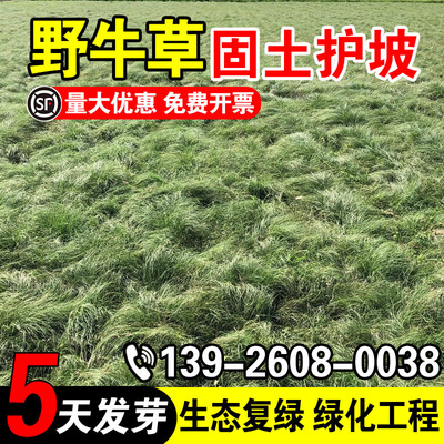 野牛草护坡固土草籽边坡工程