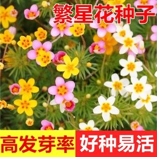 新采繁星花种籽子繁花荵小星辰花籽种阳台盆栽室外庭院花卉花种子