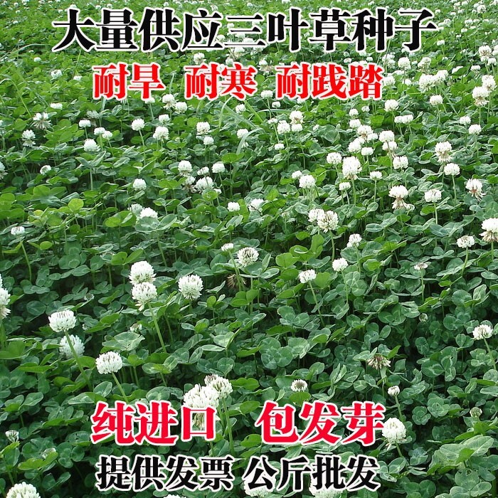进口白三叶草种子红三叶草籽护坡草坪四季果园绿肥牧草多年生草籽