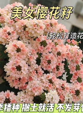 细叶美女樱种子见土就活花种美人樱盆栽铺地锦四季绣球美女樱花籽