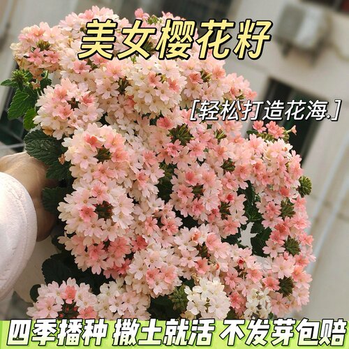 四季易活阳台家庭四季开花