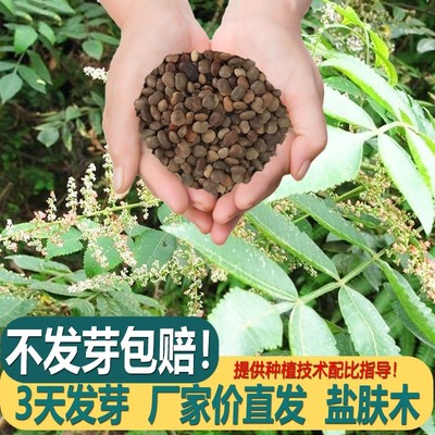 盐肤木种子护坡灌木种子蜜源树种子五倍子种子花木林木苗木种子