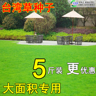 台湾2号草坪草籽细叶结缕草草皮种子矮生四季青草种台湾草孑庭院
