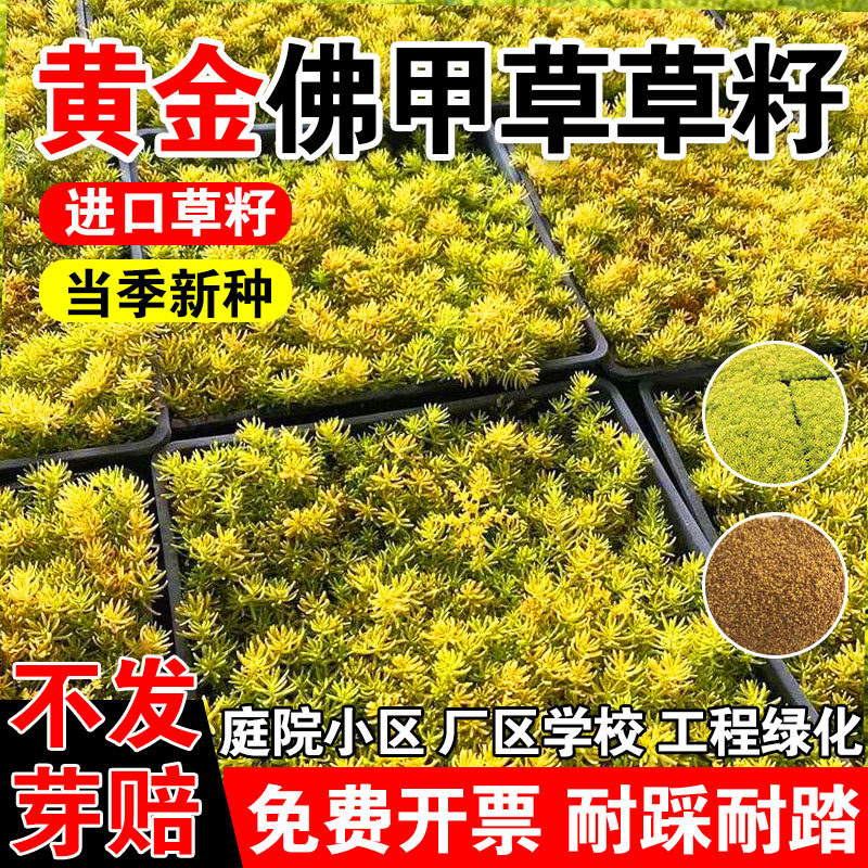黄金佛甲草草籽黄金叶佛甲草皮种植盘批发常绿绿植别墅屋顶佛甲草