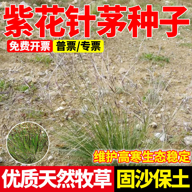 紫花针茅种子多年生护坡固沙草籽耐寒耐旱荒山高原绿化种籽包邮