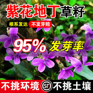紫花地丁草籽堇菜野生多年堇菜野生紫草地丁盆栽药用四季低矮绿化