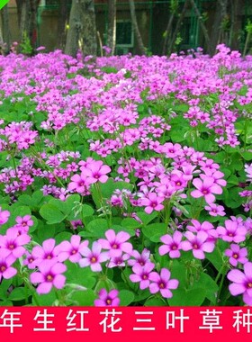 包邮进口草坪种子红花酢浆草红花炸酱草三叶草白花三叶草四季种子