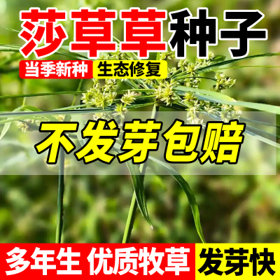 莎草野三棱草种子水田湿地庭院