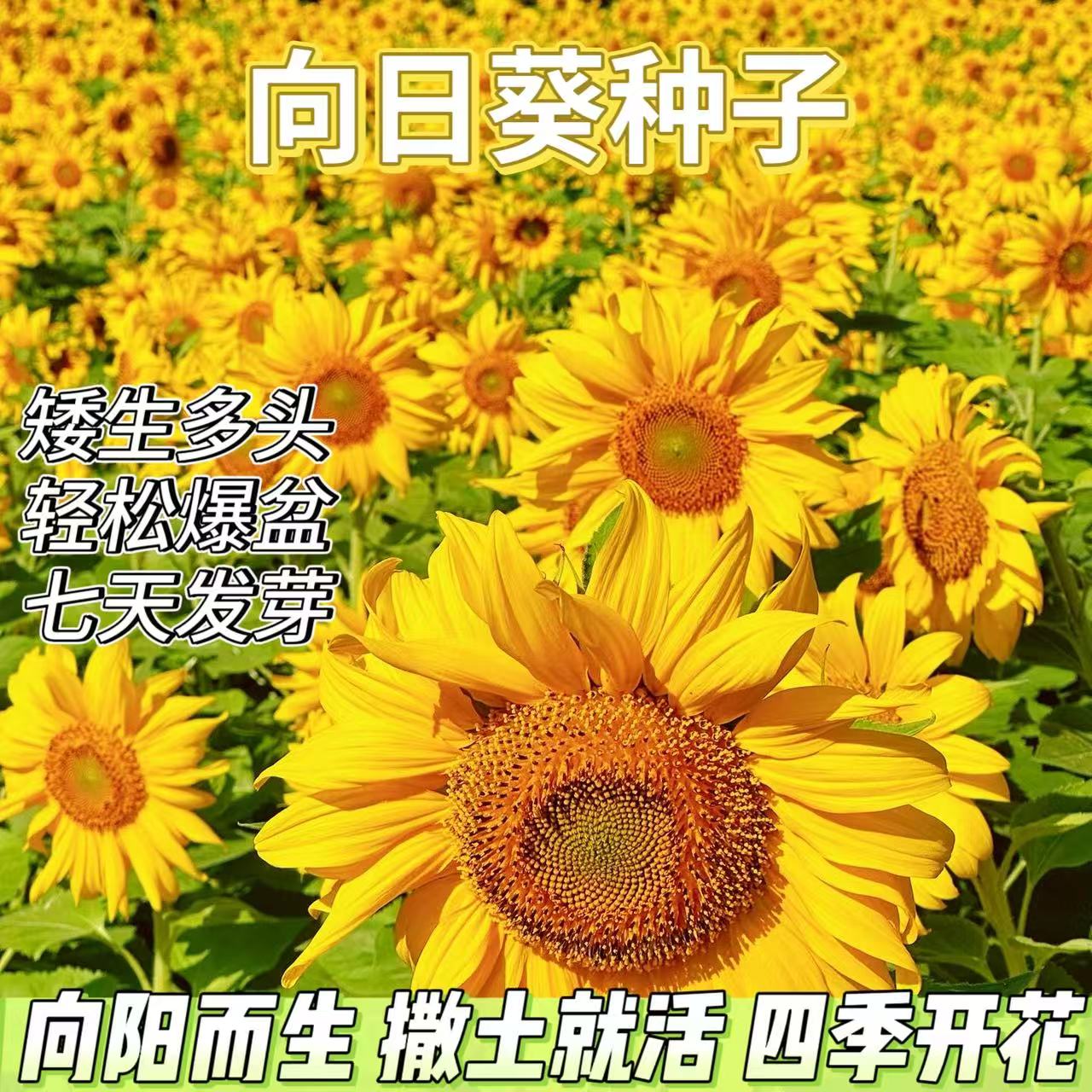 向日葵 种子 食用 葵花籽 高杆 观赏 室外