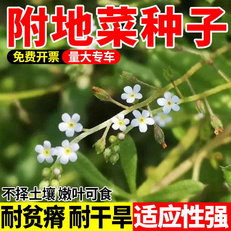 附地菜种子四季播种阳台庭院盆栽蔬菜种鸡肠草伏地菜地瓜香