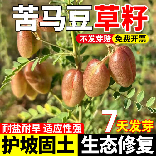 苦豆子牧草种子抗旱耐寒牛羊马兔