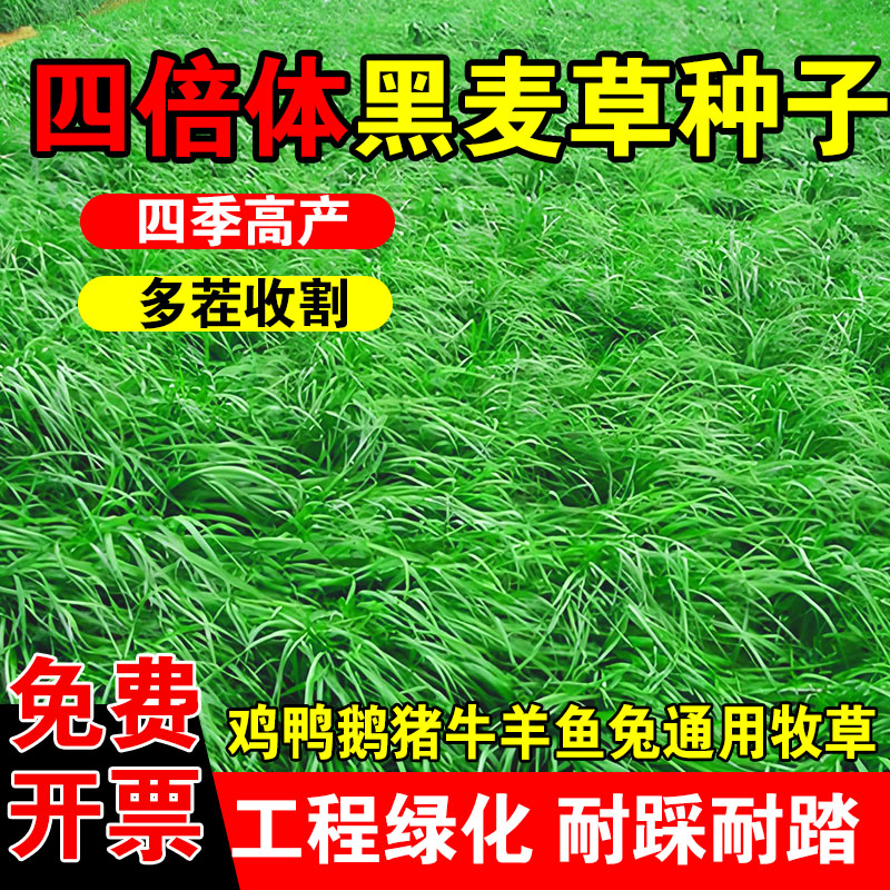 四倍体黑麦草种子多年生黑麦草种子四季常青鸡鸭鹅猪牛羊鱼草种籽