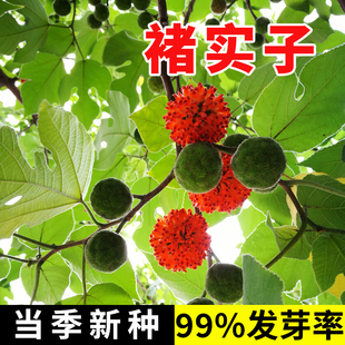 褚实子种子中药材种子构树种子构树籽楮树种子构桃树种籽构乳树